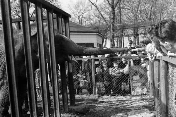 Children feed an elephant at Calderpark Zoo, as the zoo entered into the late 20th century - they faced more and more allegations of animal abuse due to their tiny enclosures, amongst other claims.