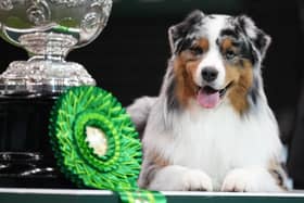 German shepherd Viking was crowned as best in show at Crufts 2024 