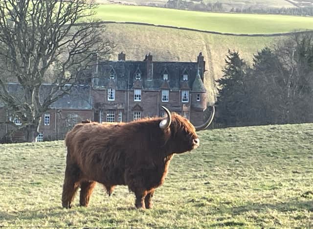 A highland cow stands in the grounds of Cringletie Hotel, Peebles, Scotland. Photo by NationalWorld reporter Rochelle Barrand.