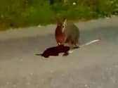 The wallaby pictured on the main road in Devon.  A startled motorist has captured footage of a wallaby bouncing along a main road - in the UK.  The video was sent to documentary filmmaker and wildlife researcher Tim Whittard who investigates reports of out-of-place animals. 