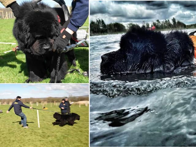 Adorable Newfoundland dogs during their water rescue training sessions.