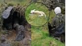 Farmer saves lamb from pipe