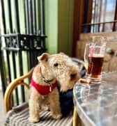 Bertie the lakeland terrier accidentally became an international celebrity - after his owner made him a social media page in a bid to 'find a dog walker'.