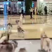 Footage of the hilarious moment dozens of escaped huskies run riot in a shopping centre.