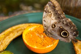 Butterflies will be in place at the temperature controlled indoor tropical rainforest at M&D's throughout the summer