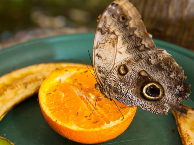 Butterflies will be in place at the temperature controlled indoor tropical rainforest at M&D's throughout the summer
