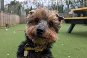 Atlas is quite happy to potter about or climb onto your lap for a cuddle and is a friendly and inquisitive little guy. He was found as a stray so there is very little information about his background. 