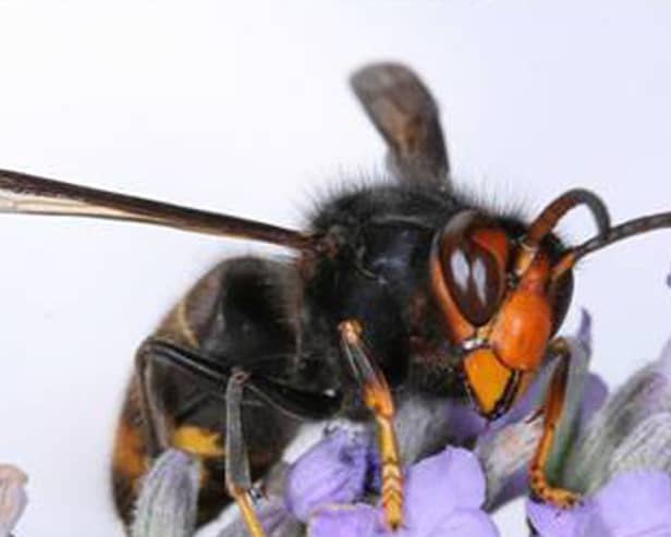 Asian hornets are smaller than native hornets, but deadly to our bees and other pollinators (Photo: Wildlife and Countryside Link/PA Wire)