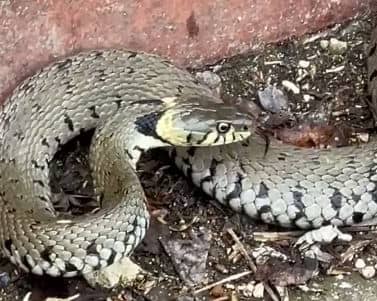 A huge snake is filmed slithering along UK canal towpath.
