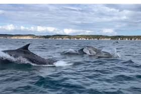 Dolphins playfully leap beside boat in Bridlington. Credit: Steve Race Wildlife Photography