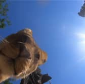 Lion finds hidden camera at zoo.