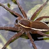 Fen Raft Spider on the Dyke networks of the Lower Waveney Valley.