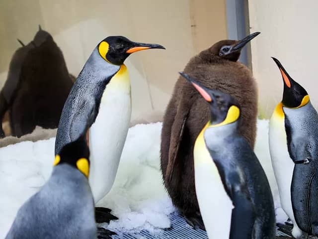 Pesto the penguin at Sea Life Melbourne.