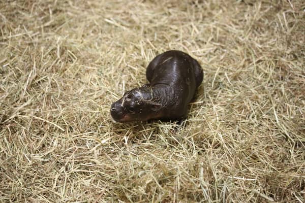 Haggis the pygmy hippo calf.
