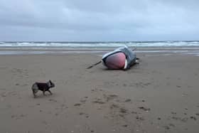 The whale carcass fills with gas during the decomposition process and is in danger of 'exploding' if left to rot.