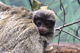 Young Tito clings to his parents back - though he's a bit barefaced now, they'll grow a big moustache as they get older.