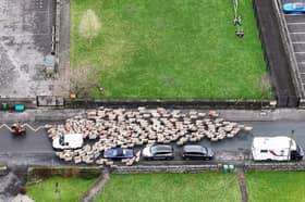 Moment more than 200 sheep run through town.