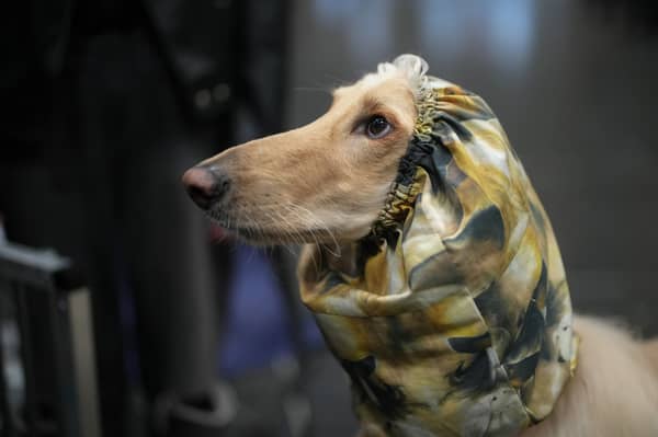 Crufts is on Channel 4 this weekend