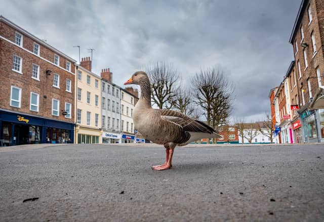 A lone goose in the middle of Parliament Street, York, at midday on a Saturday as the streets are empty from the normal tourist traffic during the Covid lockdown in March 2020