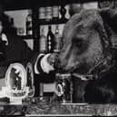 Hercules the Bear opening a lounge at Girdwoods Bar in Wishaw, June 4th 1980.