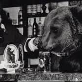 Hercules the Bear opening a lounge at Girdwoods Bar in Wishaw, June 4th 1980.