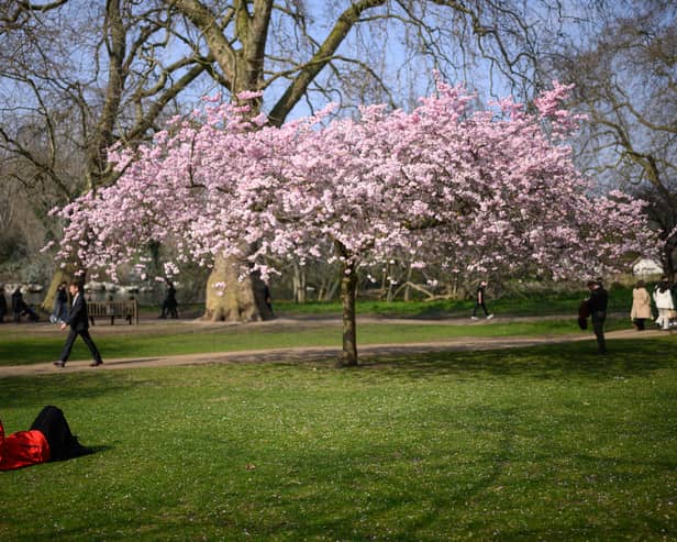 A woman lays near to a blooming cherry blossom tree, as she reads her book.