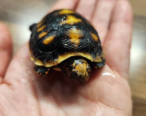 Apollo, the Red Footed Tortoise born at Amazonia in M&D's.