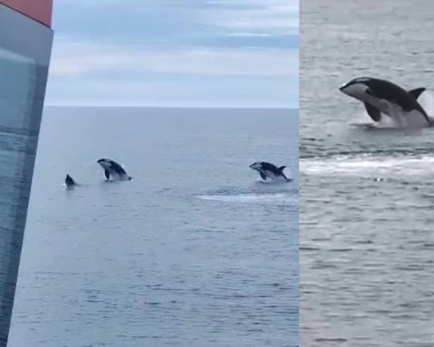 Killer whales breach off the coast of Scotland.