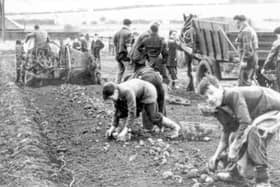 Harvesting potatoes at Findlay's Nurseries, Springhill in 1945