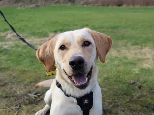 "Stunning Alvie is a one-year-old Labrador Retriever who is a boisterous and sociable boy looking for a home to call his own. Full of life, he’s always ready to play and show off his tricks. True to typical Labrador style, Alvie is food-driven and super active, so he would love a family who loves long walks and outdoor adventures. This golden boy can share his home with sensible children and needs a garden where he can run and play to his heart’s content."
