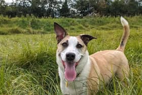 "Layla is a lovable six-year-old Collie Cross who would do best in a calm, child-free home with no other pets. She needs a secure garden to relax and enjoy. Layla’s favourite thing in the world is bacon, which is perfect motivation for her training! She’s a sweet and clever girl, eager to meet her forever family."