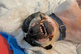 Rocky
– our favourite three-legged companion who is so loving and loyal. Rocky is the longest-term resident at Dogs Trust Glasgow and is loved to the moon and back by staff because he is
 such a gorgeous boy.  


https://www.dogstrust.org.uk/rehoming/dogs/terrier-staffordshire-bull/1253155 