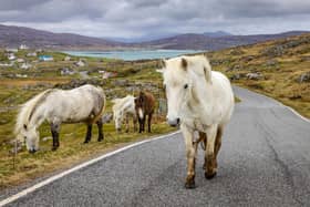 8 and a half hours from Glasgow. Visit Scotland: "This small yet unique island sits between South Uist and Barra and is most well-known for its wild Eriskay ponies that roam freely. These hardy ponies are the last surviving native Hebridean breed and with dense, waterproof coats, they are well equipped to withstand the sometimes harsh weather conditions on the island."