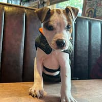 Dog-friendly Pubs: 26 of the best dog-friendly pubs in Glasgow to take your four-legged friends this weekend