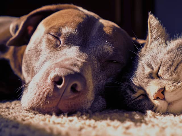 PetSaver memberships are designed to help owners save money on repeat pet essentials including food, supplements and everyday care products