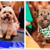 A Glasgow pub has been crowned as Scotland's most dog-friendly.