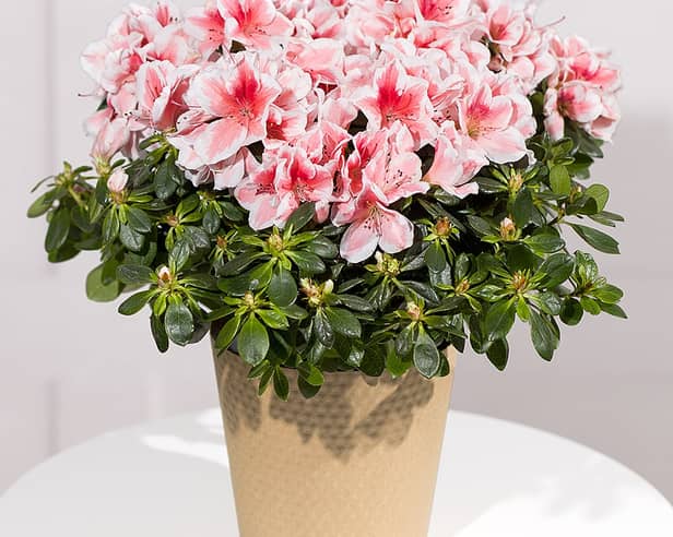 From colourful seasonal flower bouquets to pretty plants that last well beyond the occasion, Bunches has a range of autumn bouquets that make thoughtful November birthday gifts.  