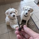 YuMove's little joint supplement treats are my dogs' favourite snacks right now