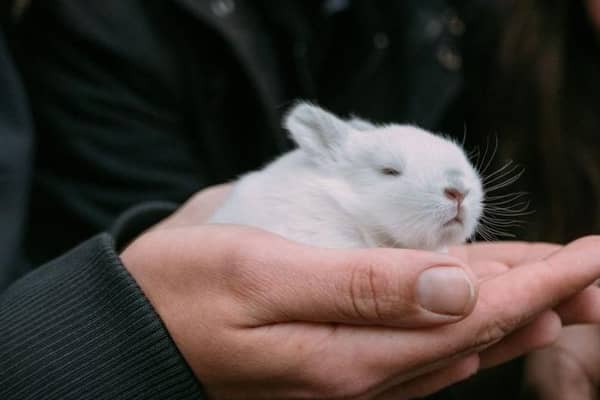 What a boost for animal charity.