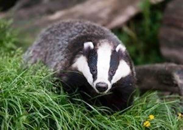 Badger-baiting has been in the headlines recently but protection of other species is needed
