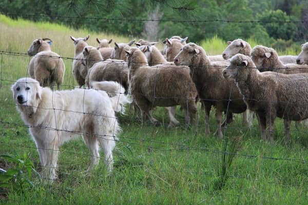 Growing concern...dog walkers are being asked to keep dogs on the lead while exercising near farms, after an increase in sheep worrying incidents across the country.