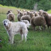 The coronavirus lockdown has seen more people taking their dogs to rural areas