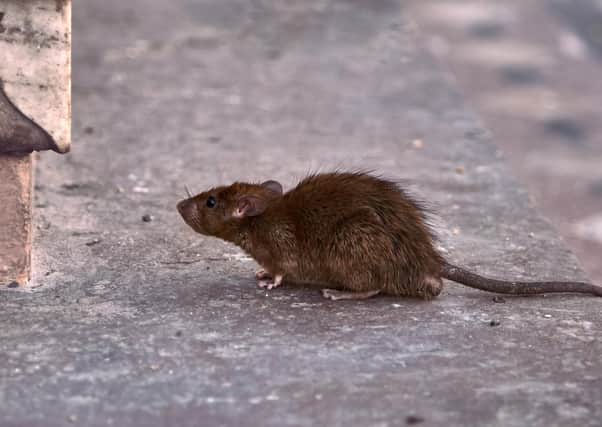 Lockdown has made vermin like this young brown rat braver, bolder and more innovative in their quest for food.