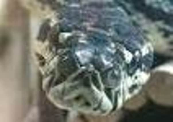 A carpet python, similar to the one found dead in a Bishopbriggs back garden