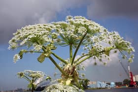 Giant Hogweed - Heracleum mantegazzianum.