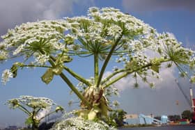Giant Hogweed - Heracleum mantegazzianum.