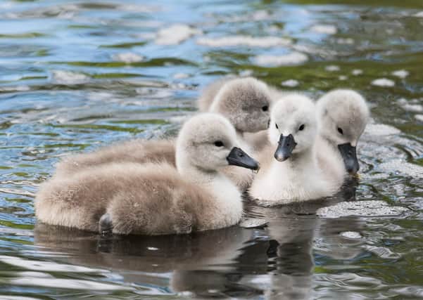 The cygnets are attracting the attention of many people out walking in Queen's Park.