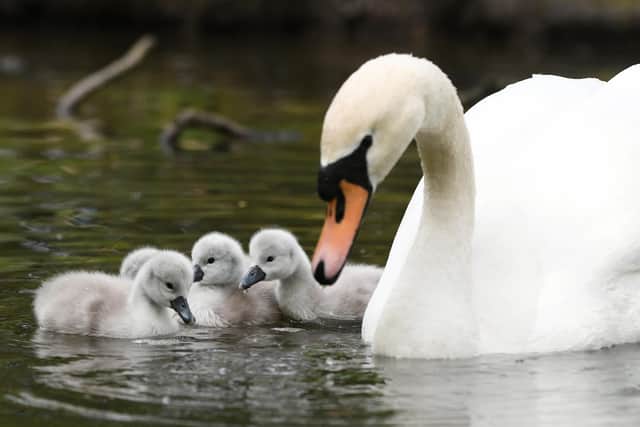 One of the swans with their new arrivals.