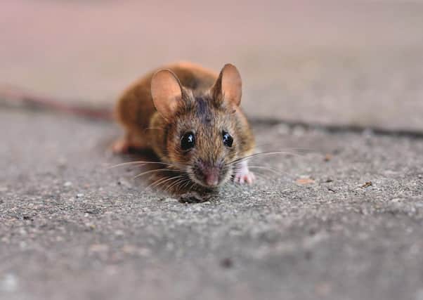 There has been an increasing number of calls to the pest control service regarding rodents in residential areas of East Renfrewshire