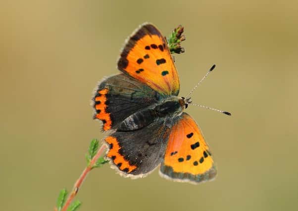 Concern grows...for future of the Small Copper in Scotland but you could help conserve the species. (Pic: Mark Searle)